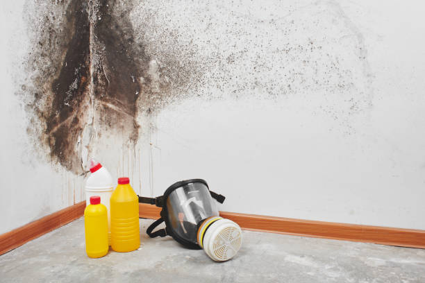 Best Professional Mold Removal  in Sun Village, CA