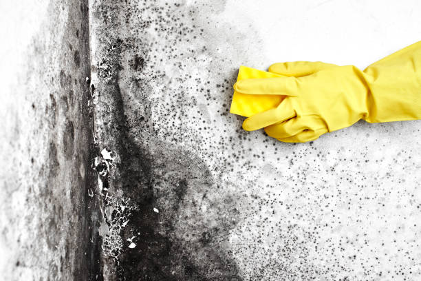 Best Toxic Mold Removal  in Sun Village, CA