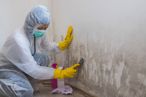Best Commercial Mold Removal  in Sun Village, CA