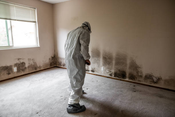 Best Local Mold Removal Service  in Sun Village, CA