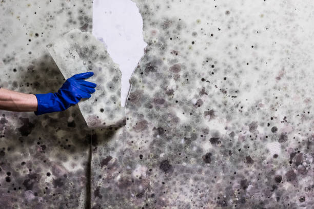 Best Attic Mold Removal  in Sun Village, CA