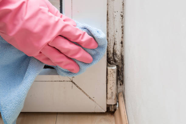 Best Residential Mold Removal  in Sun Village, CA