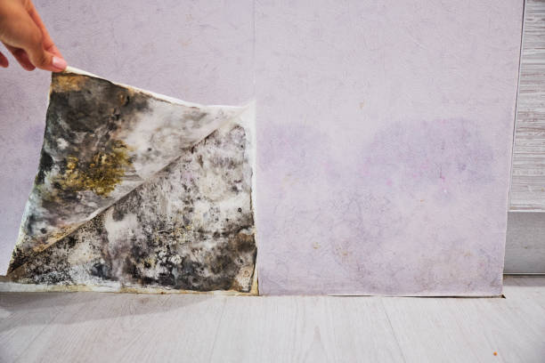 Best Office Mold Removal Services  in Sun Village, CA